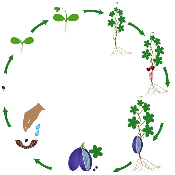 Κύκλος Ζωής Του Φυτού Akebia Λευκό Φόντο — Διανυσματικό Αρχείο