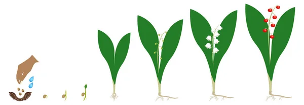 Cycle Growth Lily Valley Plant Isolated White Background — Vetor de Stock