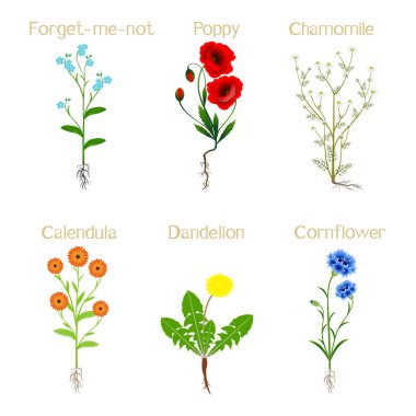 Beyaz arkaplanda izole edilmiş çiçek açan tarla bitkileri.