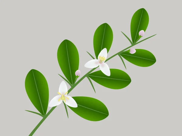 Κλάδος Του Ασβέστη Δάχτυλο Λουλούδια Λευκό Φόντο — Διανυσματικό Αρχείο