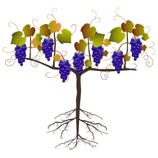 Druivenplant Met Vruchten Een Witte Achtergrond — Stockvector