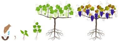 Beyaz arkaplandaki çekirdeklerden bir üzüm bitkisinin büyüme döngüsü.