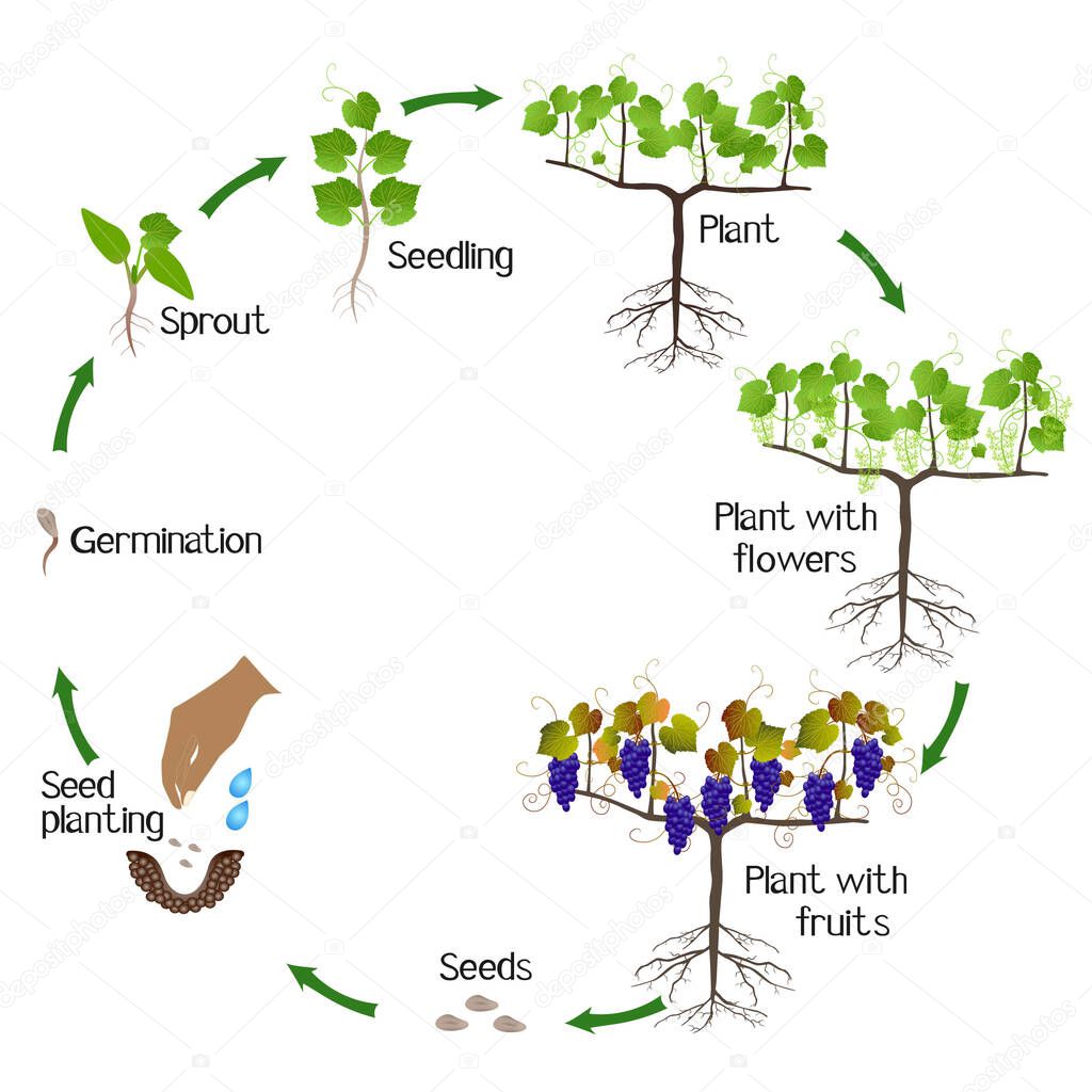 A growth cycle of grape plant on a white background.