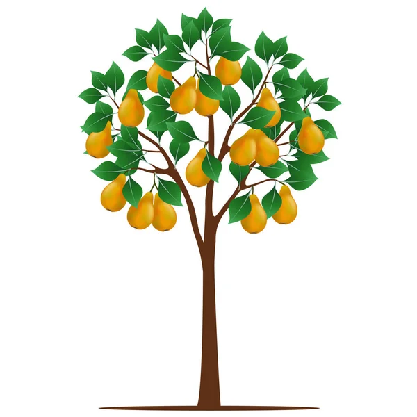 Päron Träd Med Frukter Vit Bakgrund — Stock vektor