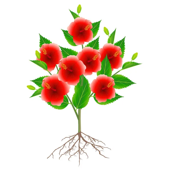 Κινέζικο Τριαντάφυλλο Φυτό Ρίζες Απομονωμένες Λευκό Φόντο — Διανυσματικό Αρχείο