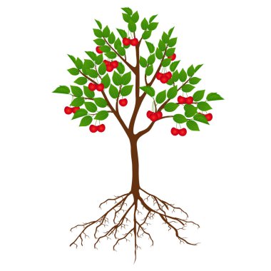 Beyaz arka planda meyve ve kökleri olan kiraz ağacı.