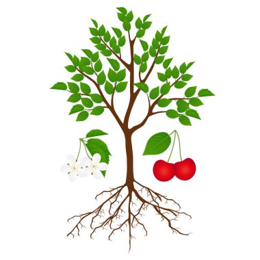 Beyaz arka planda çiçekli ve meyveli kiraz ağacı.