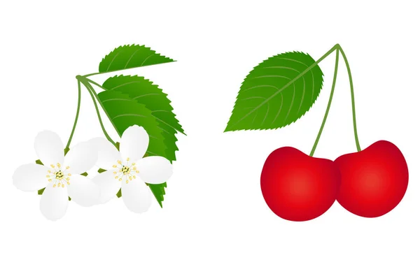 Flowers Berries Cherry White Background — Stock Vector