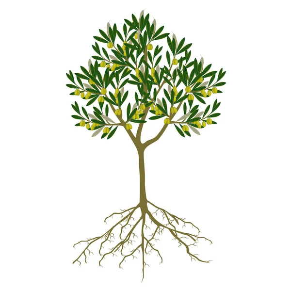 Tree Green Olives Roots White Background — ストックベクタ