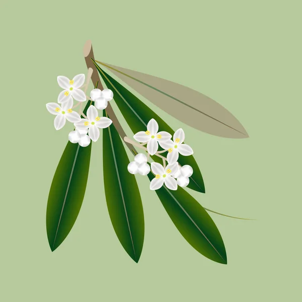 Branch Olives Flowers Leaves Green Background — Διανυσματικό Αρχείο