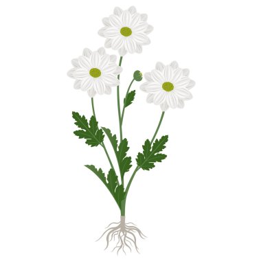 Chamomile chrysanthemum plant with flowers and roots on a white background.