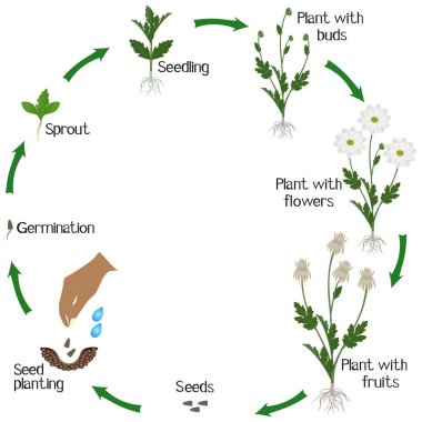 Beyaz arkaplanda papatya kasımpatı çiçeğinin büyüme döngüsü.
