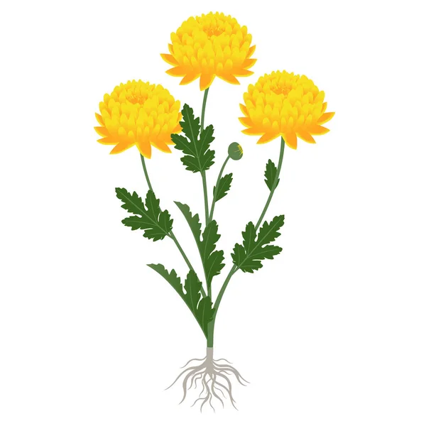 Yellow Chrysanthemum Plant Flowers Roots White Background — Vetor de Stock