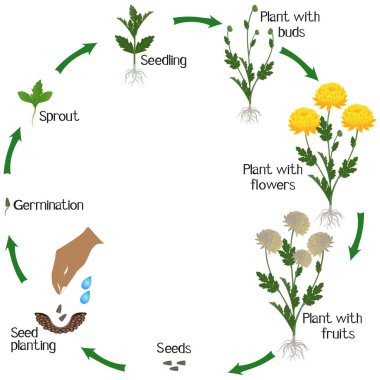 A growth cycle of a yellow chrysanthemums flowers on a white background.