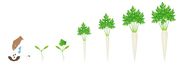 Wachstumszyklus Der Wurzelpetersilienpflanze Isoliert Auf Weißem Hintergrund — Stockvektor