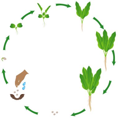 Beyaz arkaplanda yabanturpu bitkisinin yaşam döngüsü. 