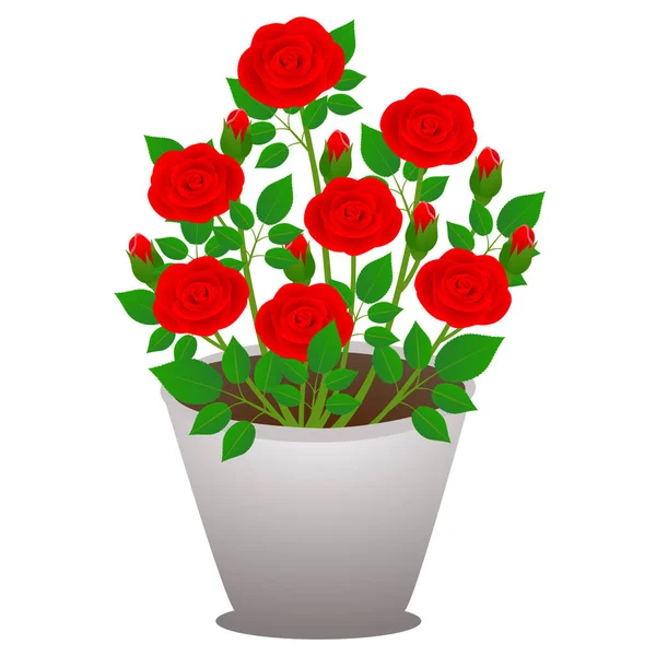 白色背景的壶中的室内红玫瑰 免版税图库插图