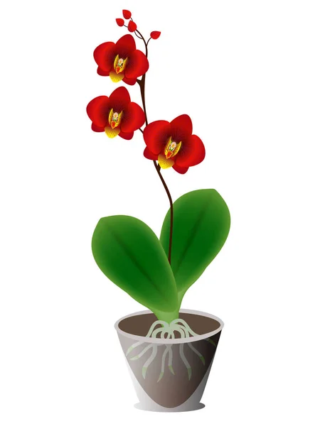 白色背景的壶中的红色兰花 — 图库矢量图片