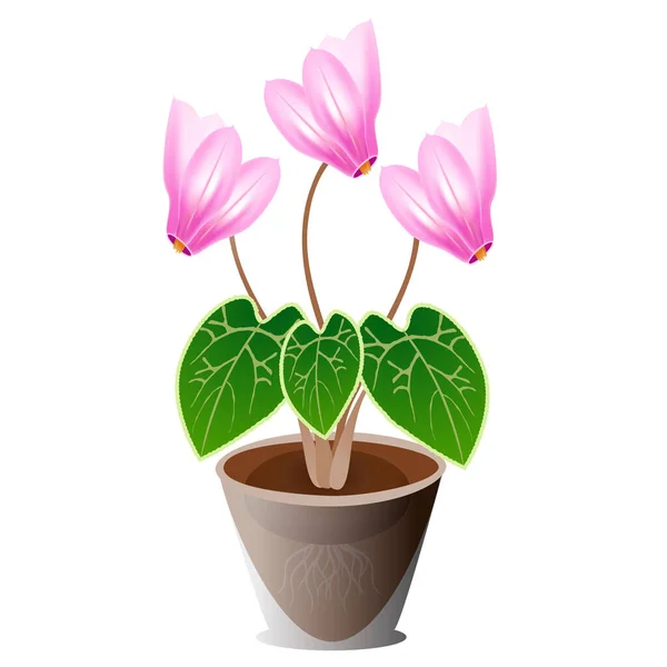Ροζ Λουλούδι Κυκλάμινο Μια Κατσαρόλα Λευκό Φόντο — Διανυσματικό Αρχείο