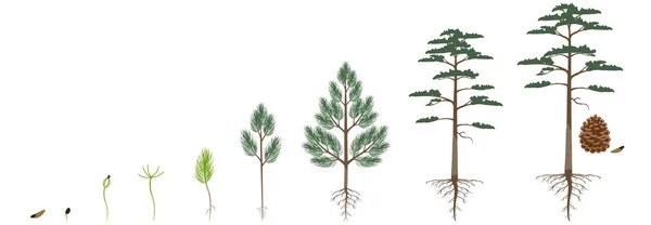 Siklus Pertumbuhan Pohon Pinus Skotlandia Pada Latar Belakang Putih Stok Ilustrasi 