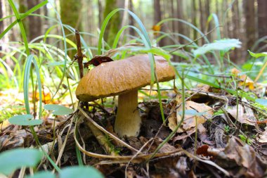 Sonbahar ormanında beyaz mantar