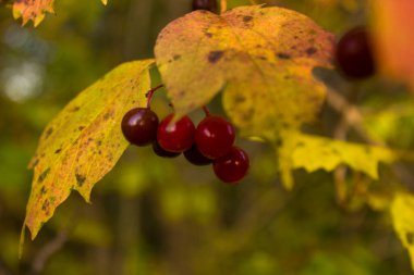 Sonbahar güneşli bir sabahta kırmızı viburnum üzümleri