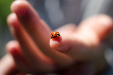 Parmak uçlarında güzel uğur böceği resmi var.