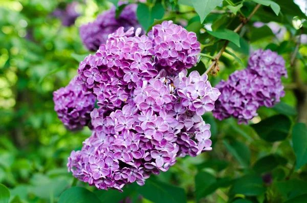 Fliederblüten Botanischen Garten — Stockfoto