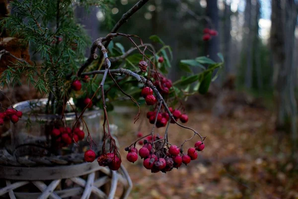 在森林背景下的一个罐子里有一束树莓 — 图库照片