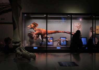 Vienna, Austria, Dec. 2019: The Museum of Natural History (Naturhistorisches Museum) interior. Model of Deinonychus