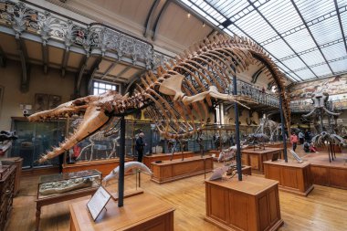 Paris, France - May, 2022: Paris Natural History Museum Fossils from the Paleontology and Comparative Anatomy Gallery(Galerie de Palontologie et d'Anatomie compare)