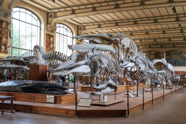 Paris, France - May, 2022: Paris Natural History Museum Fossils from the Paleontology and Comparative Anatomy Gallery(Galerie de Palontologie et d'Anatomie compare)