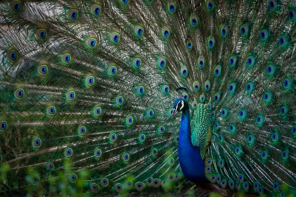 Beautiful Male Peacock Showing Colorful Feathers Stock Photo