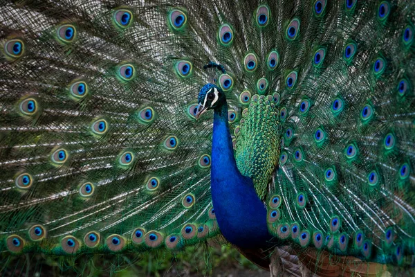 Ένα Όμορφο Αρσενικό Παγώνι Που Δείχνει Πολύχρωμα Φτερά Εικόνα Αρχείου