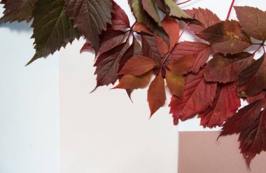 Beyaz ve açık pembe arka planda kırmızı sonbahar yaprakları. Sonbahar teması için arkaplan. Parlak sonbahar yaprakları. afiş ve reklam için nazik bir arka plan. Mevsimlik sonbahar kompozisyonu, üst görünüm,