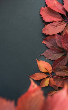 Sonbahar. Koyu gri arka planda sarı ve kırmızı sonbahar yaprakları. Tasarım için sonbahar kompozisyonu. Arka plan dokusu sarı sonbahar yaprakları ve kopyalama alanı ile. Yukarıdan görüntüle.