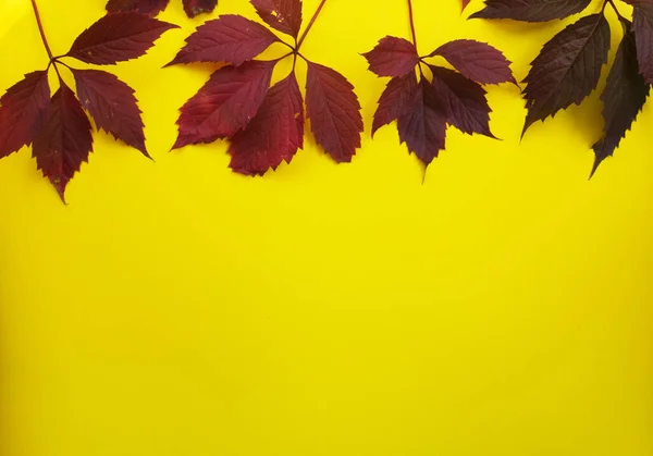 Colorful red, yellow, green autumn leaves on a yellow background. autumn background with leaves. photo above. Bright autumn background. The concept of printing products, invitations, postcards, business cards. background for banners and sites.