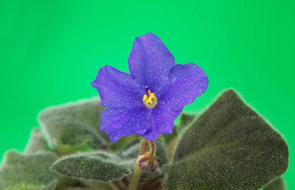 紫色的花 开在一个绿色背景的白色罐子里 室内植物 — 图库照片