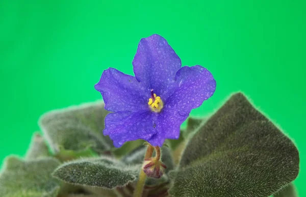 Purple Blooming Violet Flower White Pot Green Background Close Indoor — Stock Photo, Image