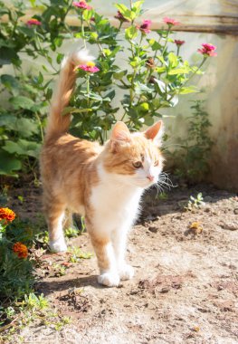 Tüylü beyaz kızıl kedi bahçede yeşil bitki ve çiçeklerin arka planında yürüyor. Güzel pofuduk kedi. Evcil hayvanlar.