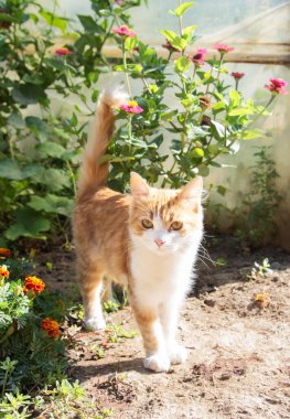 Tüylü beyaz kızıl kedi bahçede yeşil bitki ve çiçeklerin arka planında yürüyor. Güzel pofuduk kedi. Evcil hayvanlar.