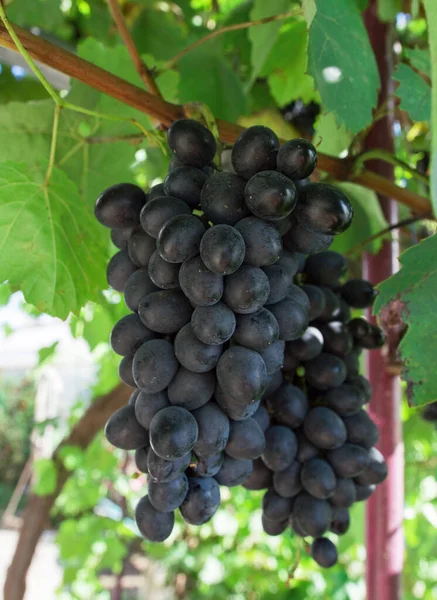 Reife Schwarze Trauben Hängen Einem Weinstock Trauben Anbauen Pflanzen — Stockfoto
