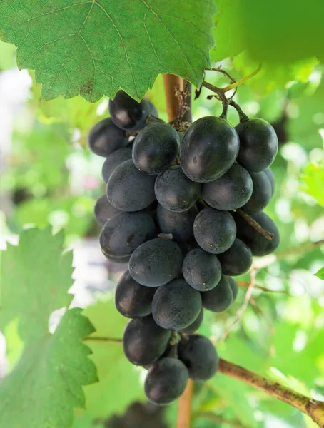 Reife Schwarze Trauben Hängen Einem Weinstock Trauben Anbauen Pflanzen — Stockfoto