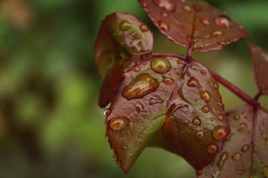 Bahçede su damlaları olan kırmızı yaprak yakın plan. rossa matins. arkaplan yeşil