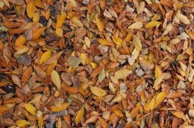 Çimlerin üzerindeki sonbahar yapraklarının arkaplanı. Çimlerin üzerinde sarı akçaağaç yaprakları var. blog ve makale için arkaplan. Sonbahar yaprakları yerde. Akçaağaç, kırmızı, sarı yapraklar, Eylül, Ekim, Kasım, Hindistan yazı.