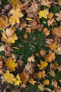 Yeşil çimenlikteki sonbahar yapraklarının arka planı. Çimlerin üzerinde sarı akçaağaç yaprakları var. blog ve makale için arkaplan. mesaj için yer. Sonbahar yaprakları yerde. kırmızı, sarı yeşillik, Eylül, Ekim, Kasım, Hindistan yazı. 