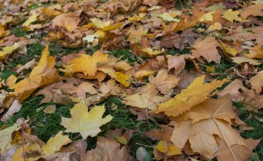 Yeşil çimenlikteki sonbahar yapraklarının arka planı. Çimlerin üzerinde sarı akçaağaç yaprakları var. blog ve makale için arkaplan. mesaj için yer. Sonbahar yaprakları yerde. kırmızı, sarı yeşillik, Eylül, Ekim, Kasım, Hindistan yazı. 