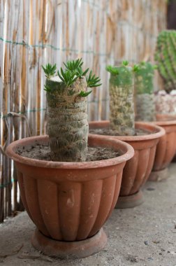 A variety of cactus in a pot against the background of a fence of reeds. Concept. Growing plants and cacti. Printing magazine and website for florists