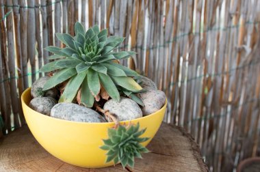 A variety of cactus in a pot against the background of a fence of reeds. Concept. Growing plants and cacti. Printing magazine and website for florists