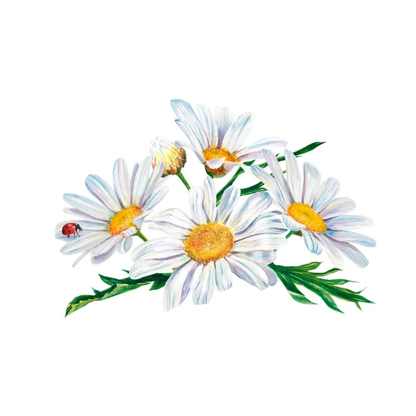 Witte Madeliefjes Bloemen Aquarel Illustratie Witte Achtergrond Close Handgemaakte Tekening — Stockfoto